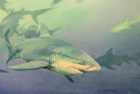 81559c_friendly_shark_24x36