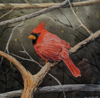 82411c_northren_cardinal_10_x_10_watercolor