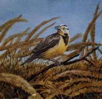 82413c__meadowlark_10_x_10_watercolor